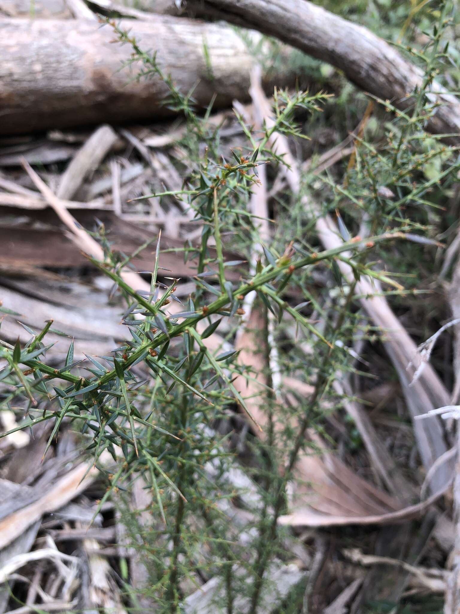 Image de <i>Daviesia <i>ulicifolia</i></i> subsp. ulicifolia