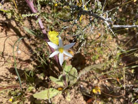 Image of Pauridia serrata (Thunb.) Snijman & Kocyan