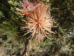 Plancia ëd Leucospermum tottum (L.) R. Br.