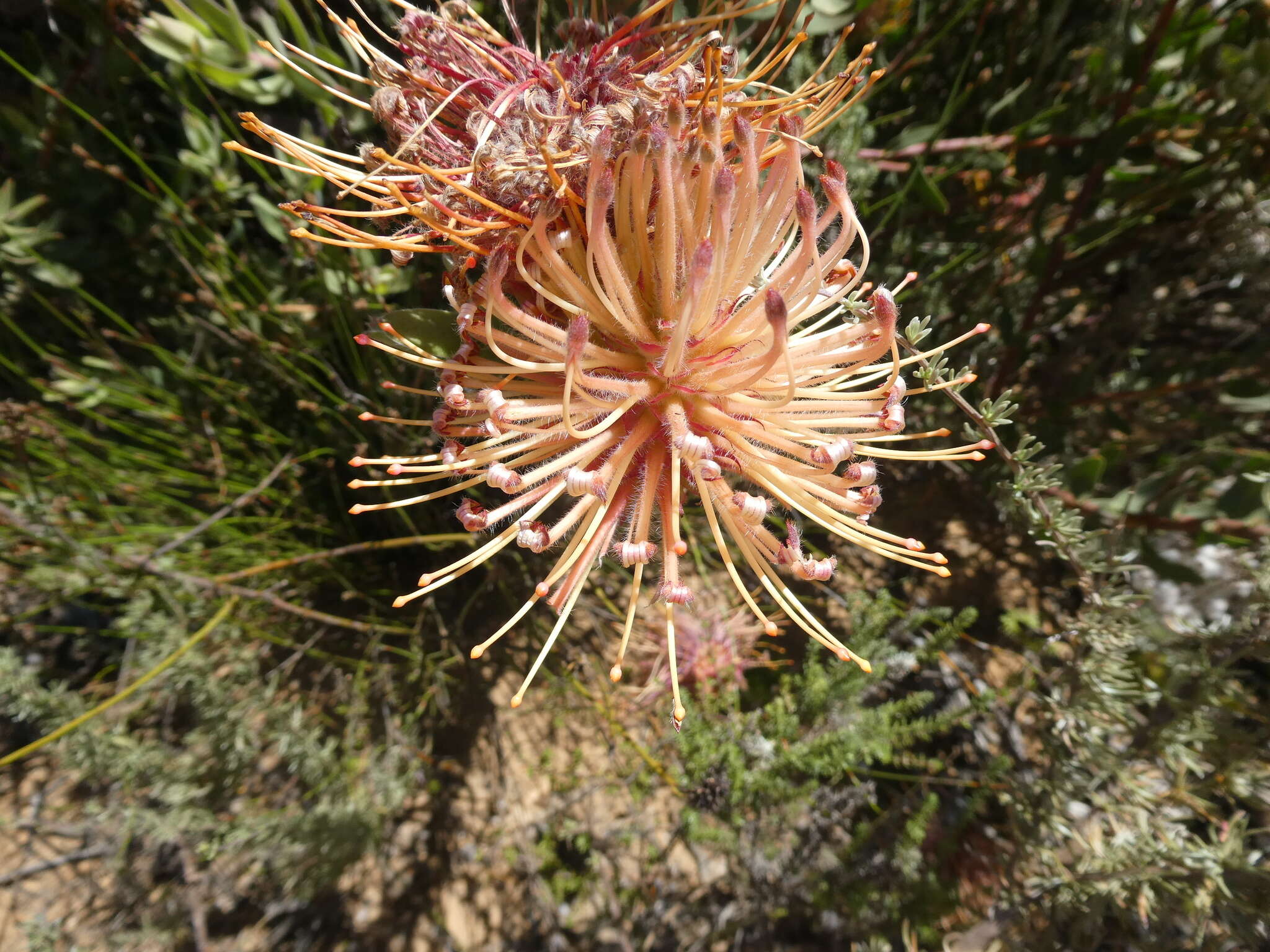 Imagem de Leucospermum tottum (L.) R. Br.