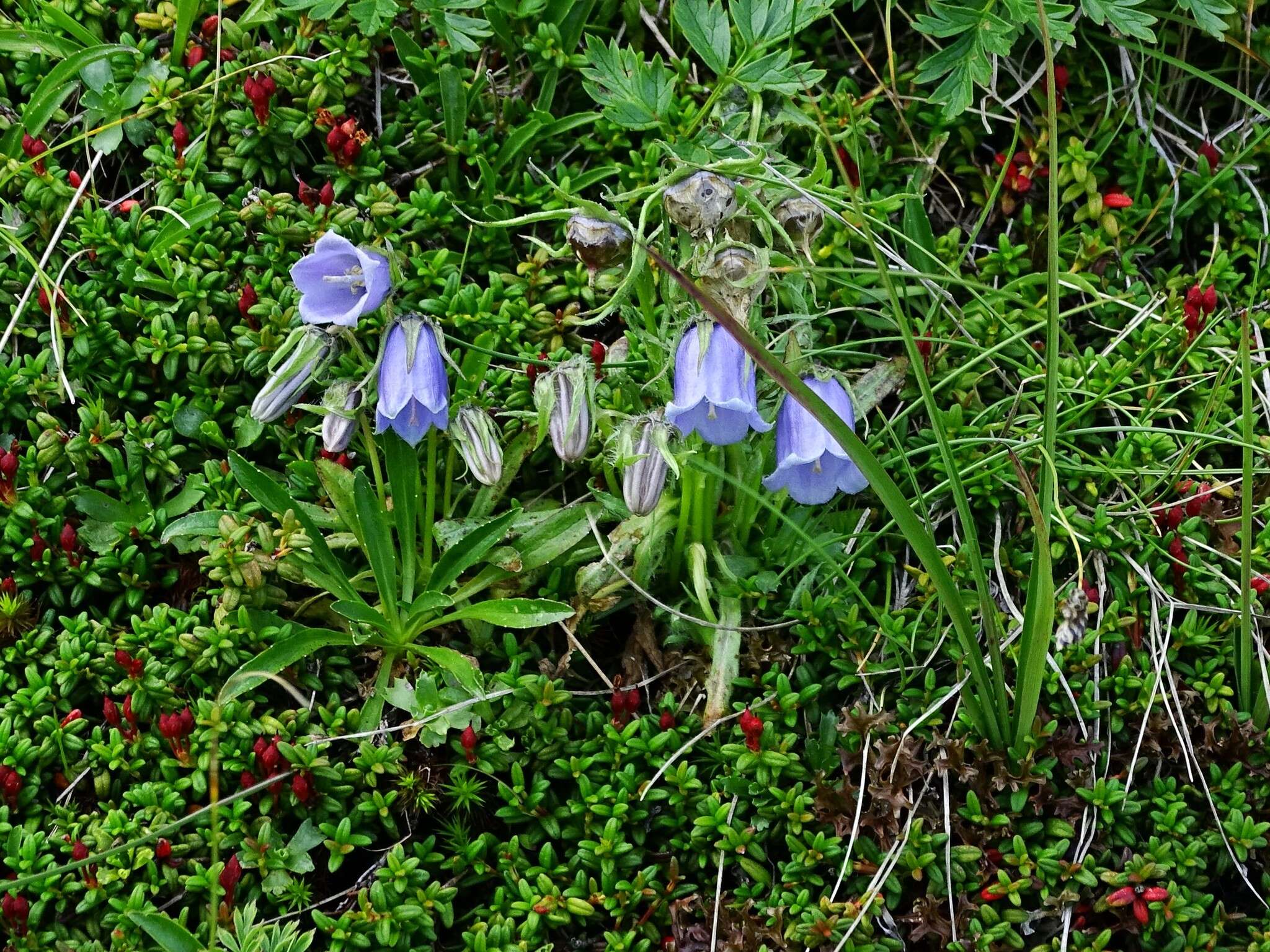 Image of Alpine Bellflower