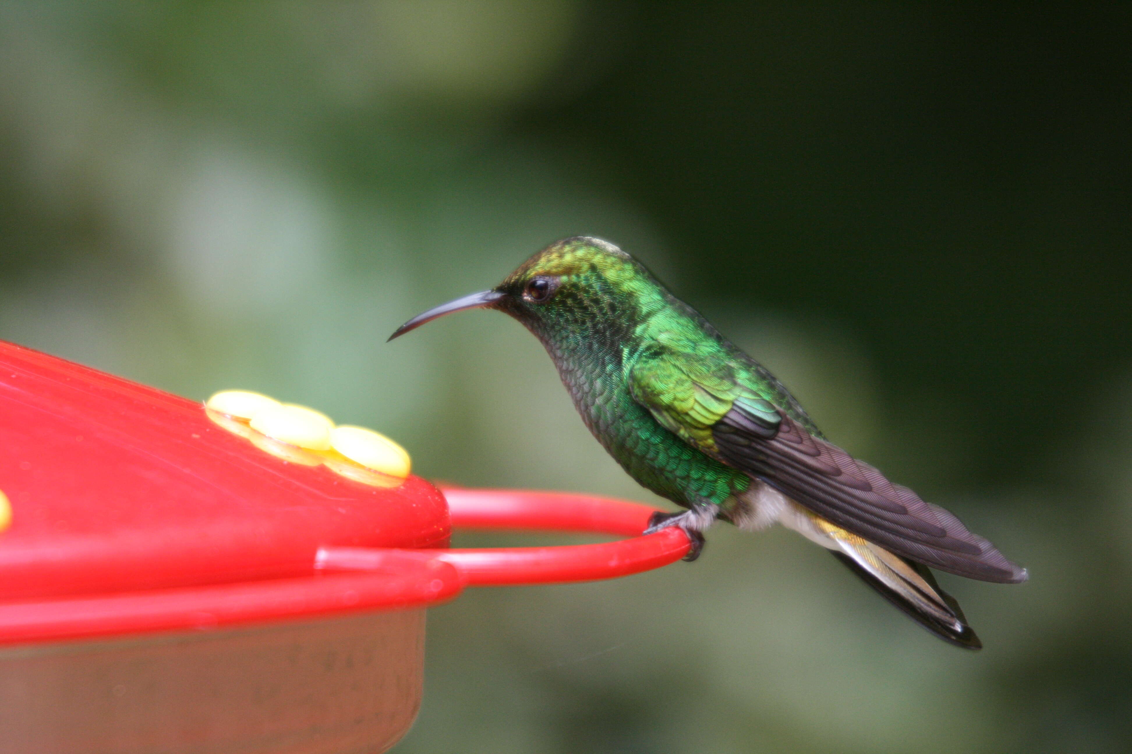 Image of Elvira cupreiceps