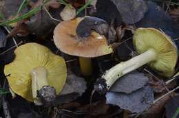 Image of Tricholoma frondosae Kalamees & Shchukin 2001