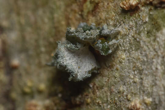 Image of Erioderma sorediatum D. J. Galloway & P. M. Jørg.