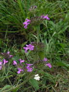 Слика од Clinopodium vulgare L.