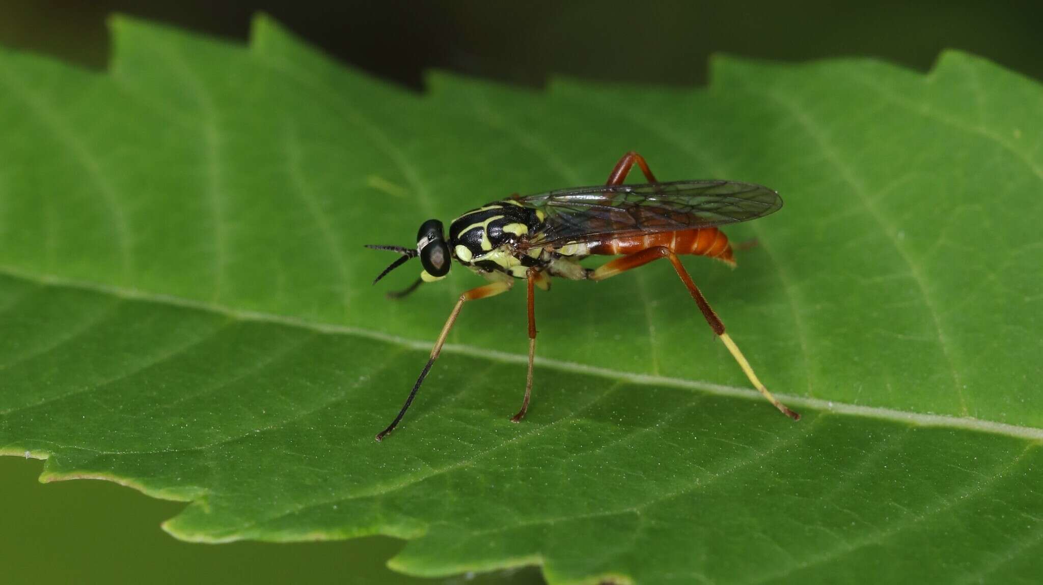 Image of Xylomya americana (Wiedemann 1821)