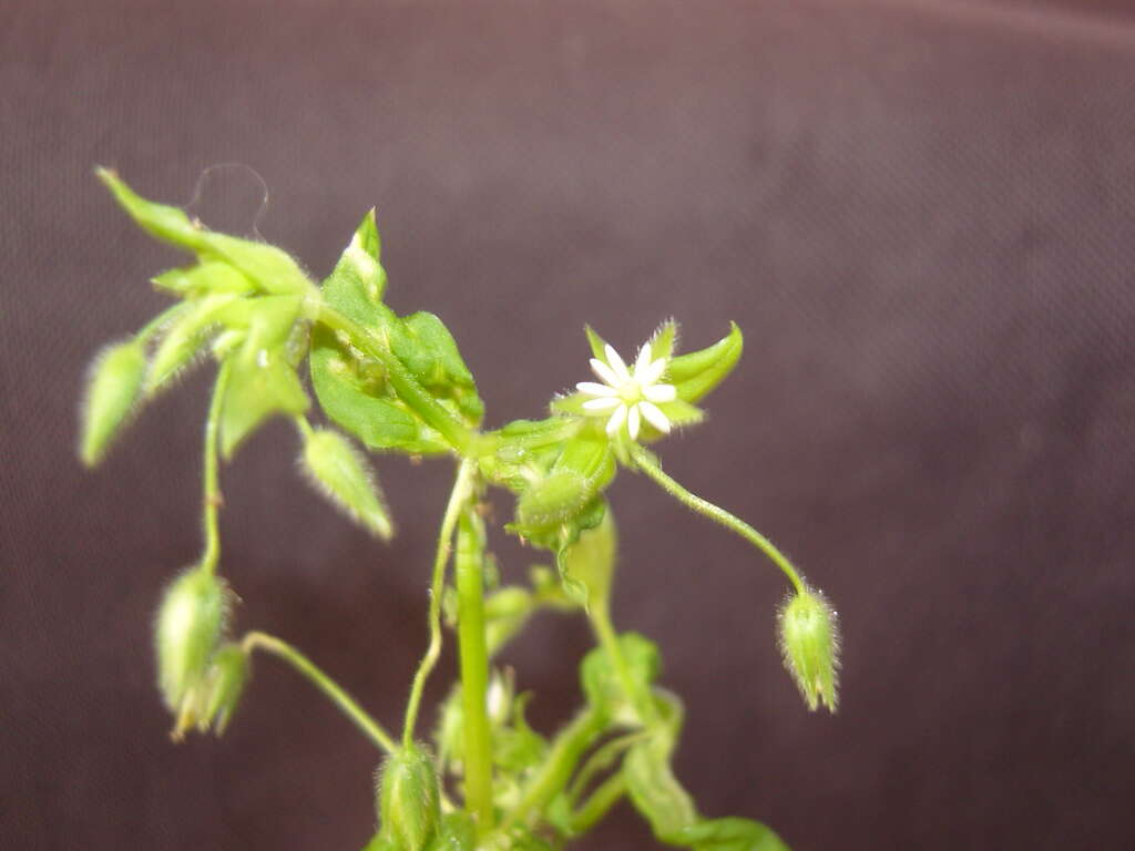 Image of common chickweed