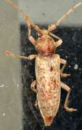 Image of Red Oak Borer