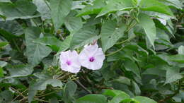 Imagem de Ipomoea carnea subsp. fistulosa (Mart. ex Choisy) D. F. Austin