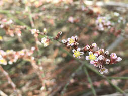 Image de Polygonum equisetiforme Sm.