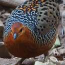 Image of Ferruginous Partridge