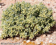 صورة Augea capensis Thunb.