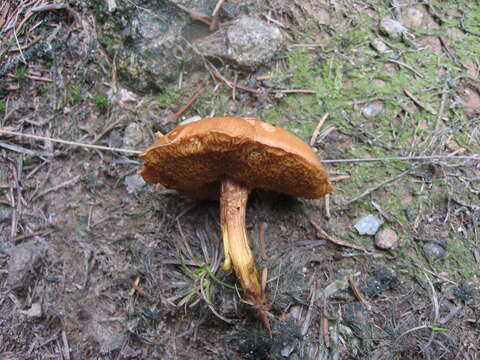 Image of Chalciporus piperatus