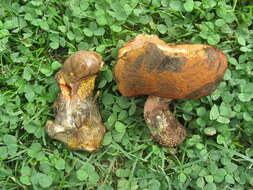 Image of Neoboletus luridiformis (Rostk.) Gelardi, Simonini & Vizzini 2014