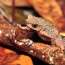 Image of Long-fingered Slender Toad