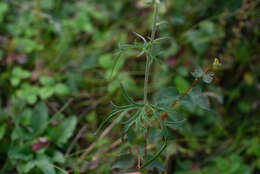 Слика од Aconitum barbatum Pers.