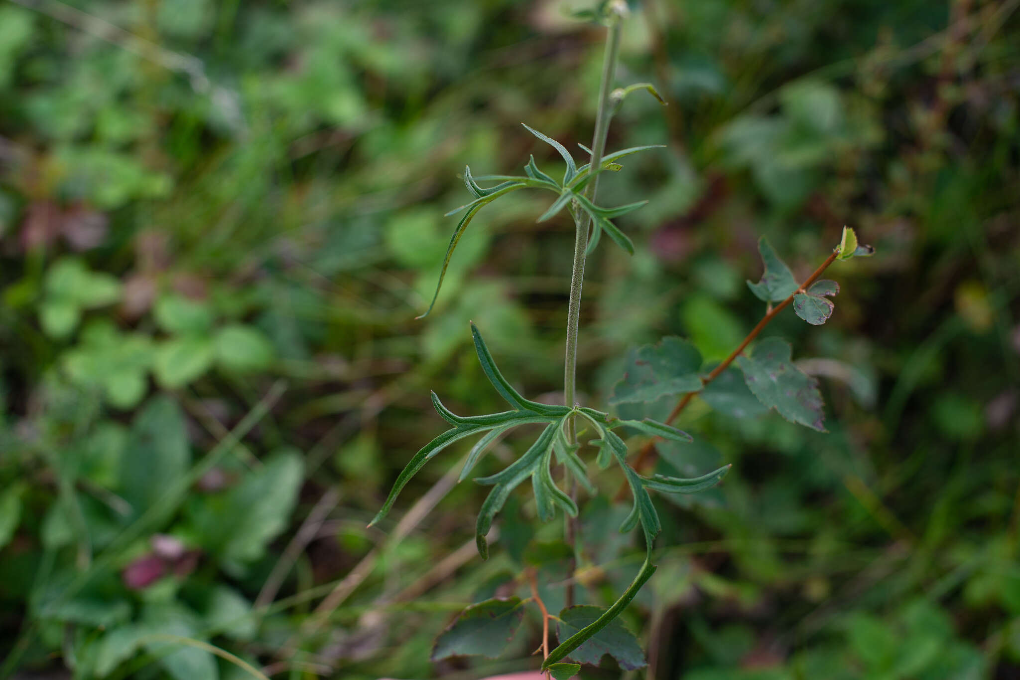 Imagem de Aconitum barbatum Pers.