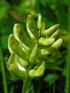 Image of licorice milkvetch