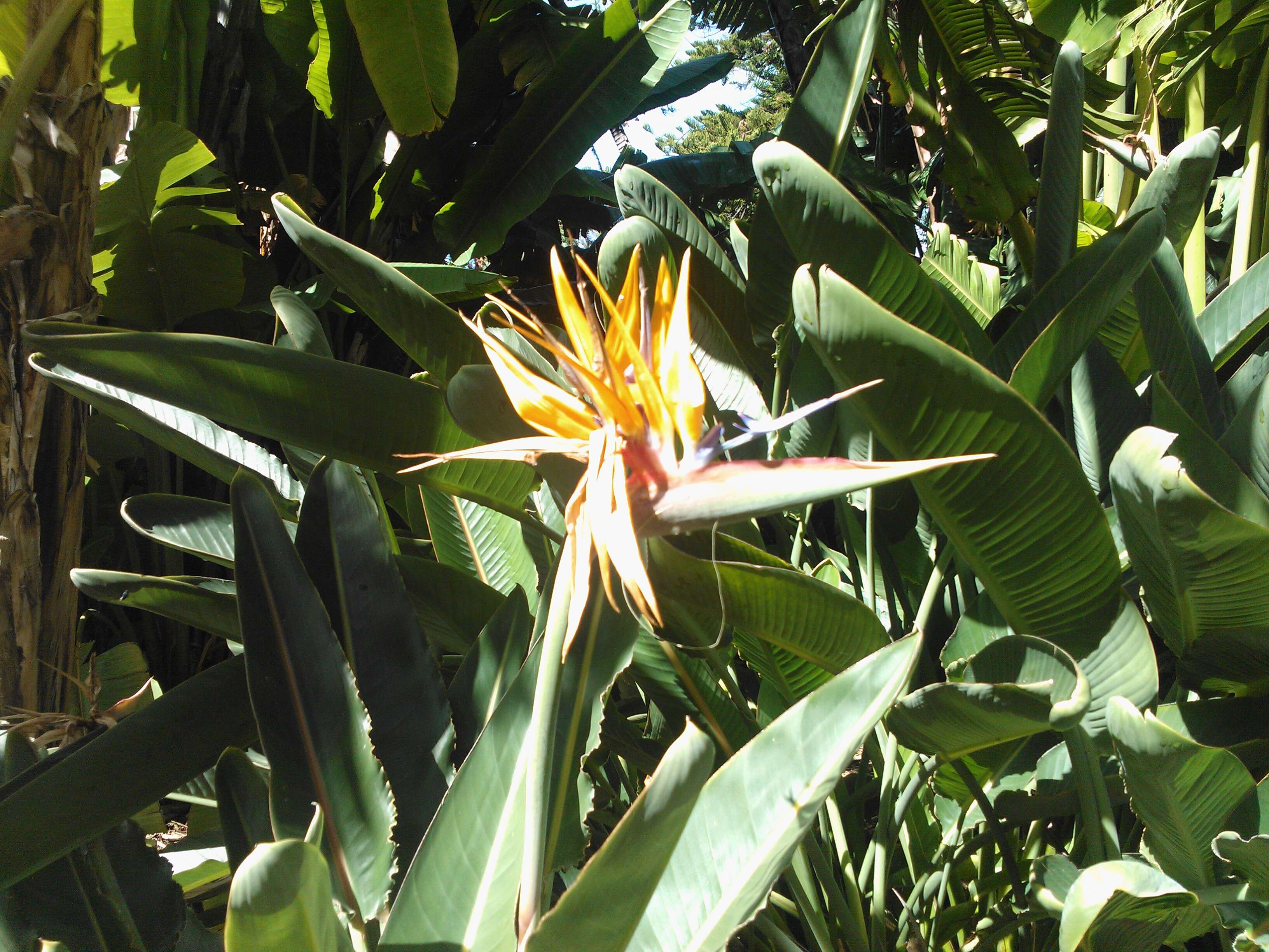 Image of Bird of paradise plant