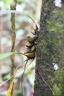 Image de Bifrenaria aureofulva Lindl.