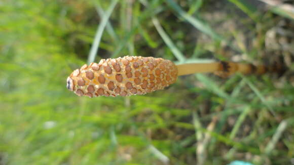 Image of field horsetail