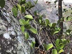 Image of Wax flower