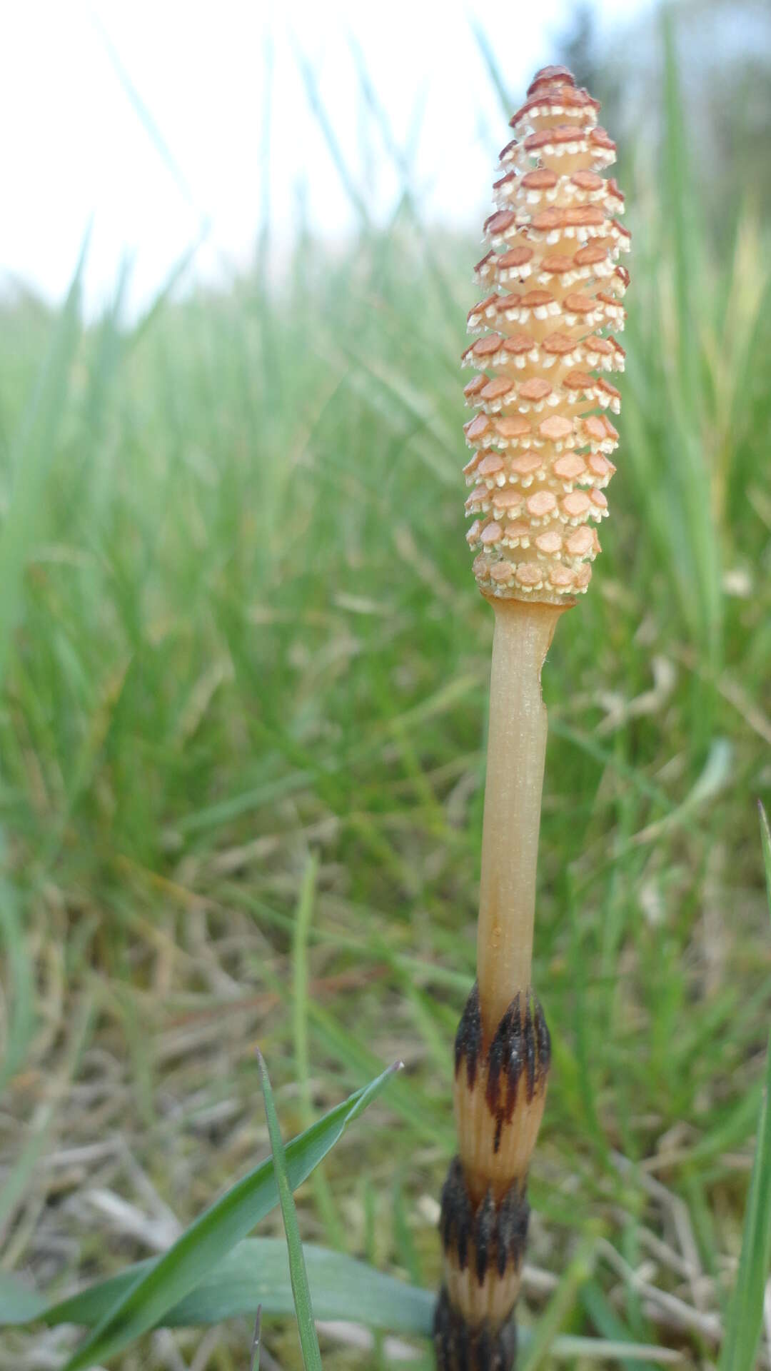 Image of field horsetail