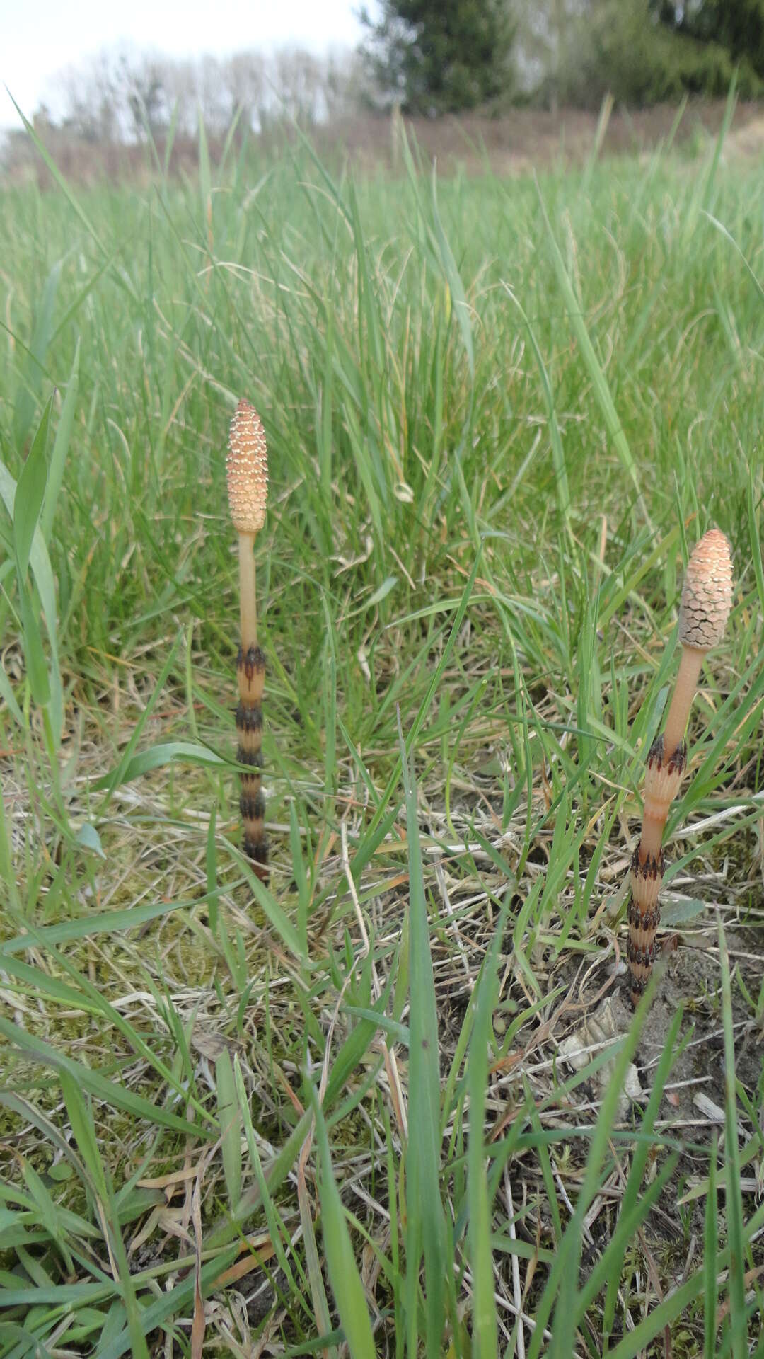 Image of field horsetail