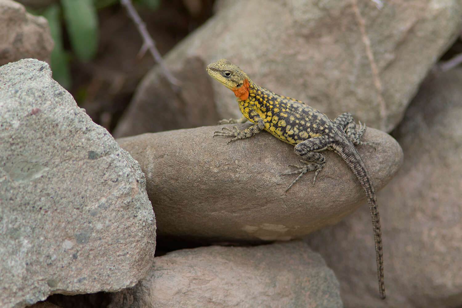 Image of Himalayan Agama