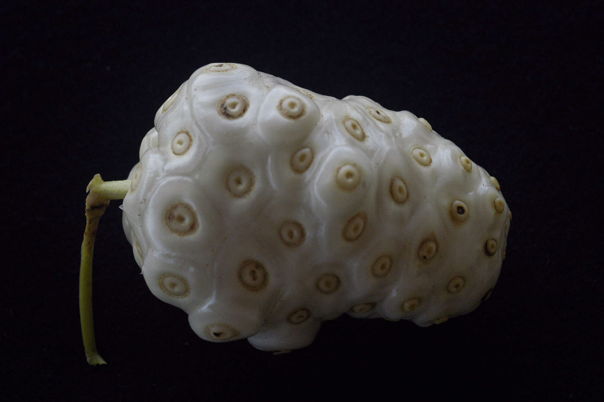 Image of Indian mulberry