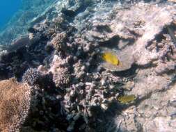 Image of Latticed Butterflyfish