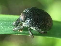 Image of Milkweed Stem Weevil