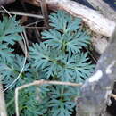 Image of cutleaf meadowparsnip