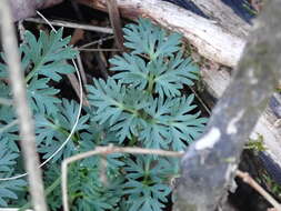 Image of cutleaf meadowparsnip