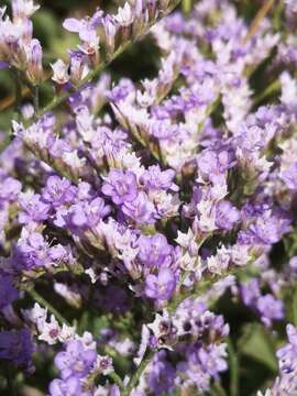 Image of Mediterranean sea lavender