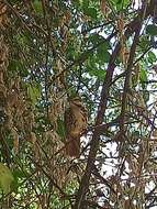 Image of Spotted Morning-Thrush