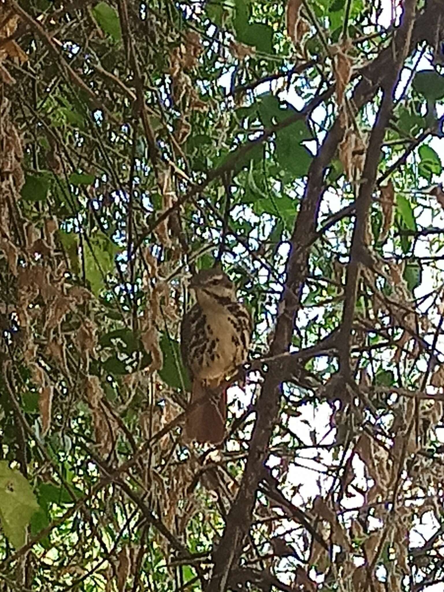 Image of Spotted Morning-Thrush