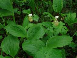 Image of Spotted lady slipper