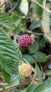 Image of Rubus adenotrichos Schltdl.