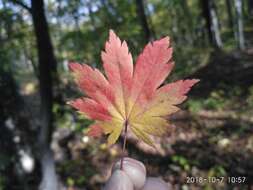 Imagem de Acer pseudosieboldianum (Pax) Kom.