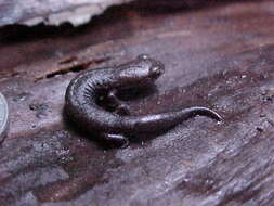 Image of Bolitoglossa hartwegi Wake & Brame 1969