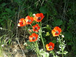 Image of Ranunculus asiaticus