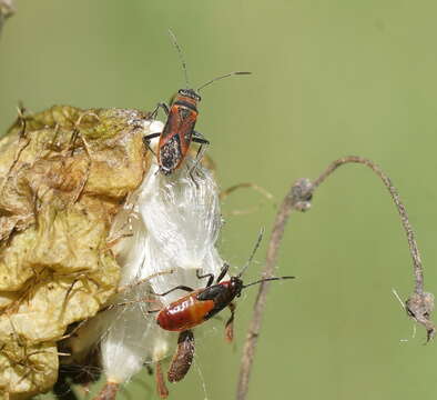 صورة Arocatus rusticus (Stal & C. 1867)