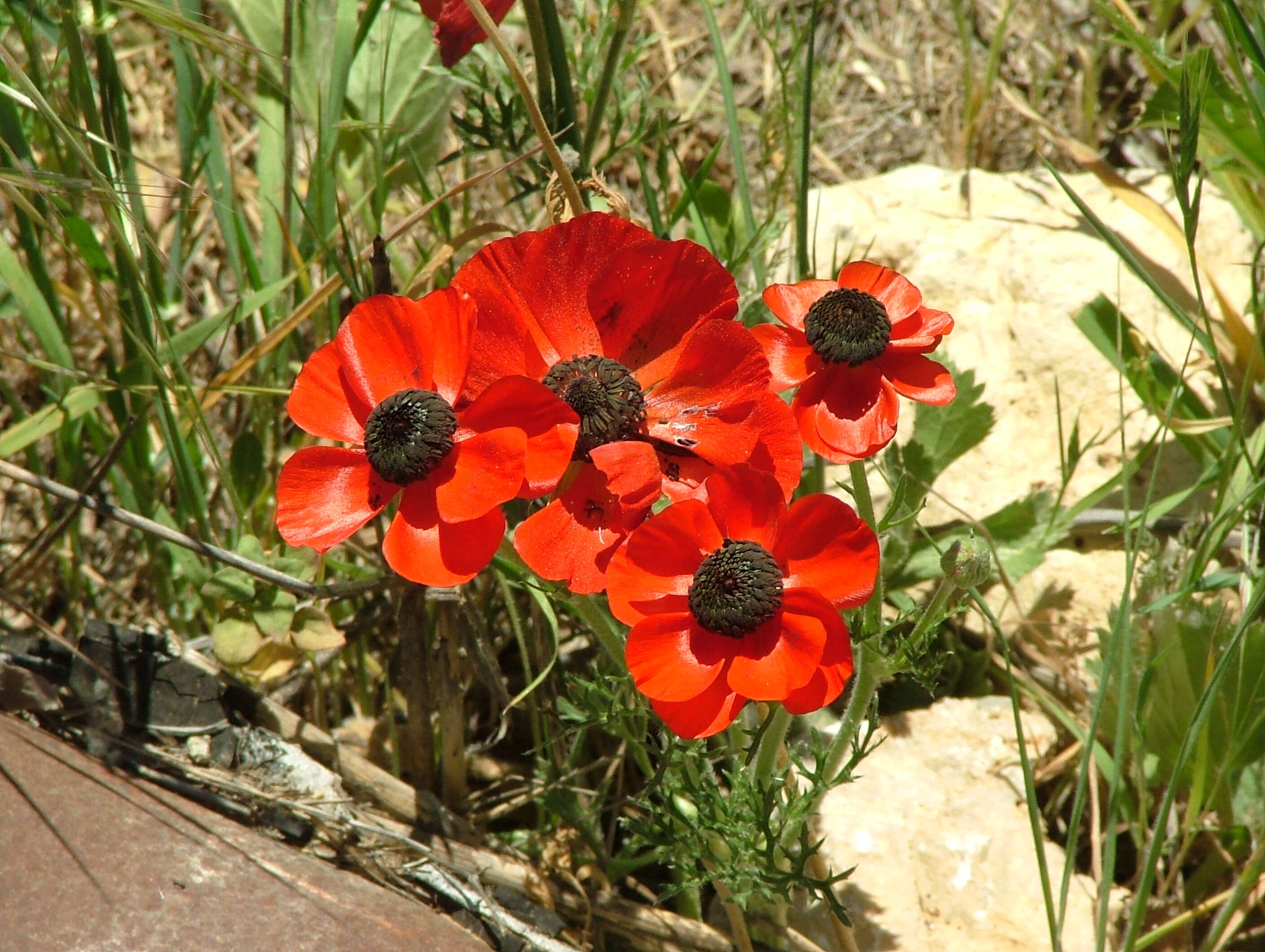 Image of Ranunculus asiaticus