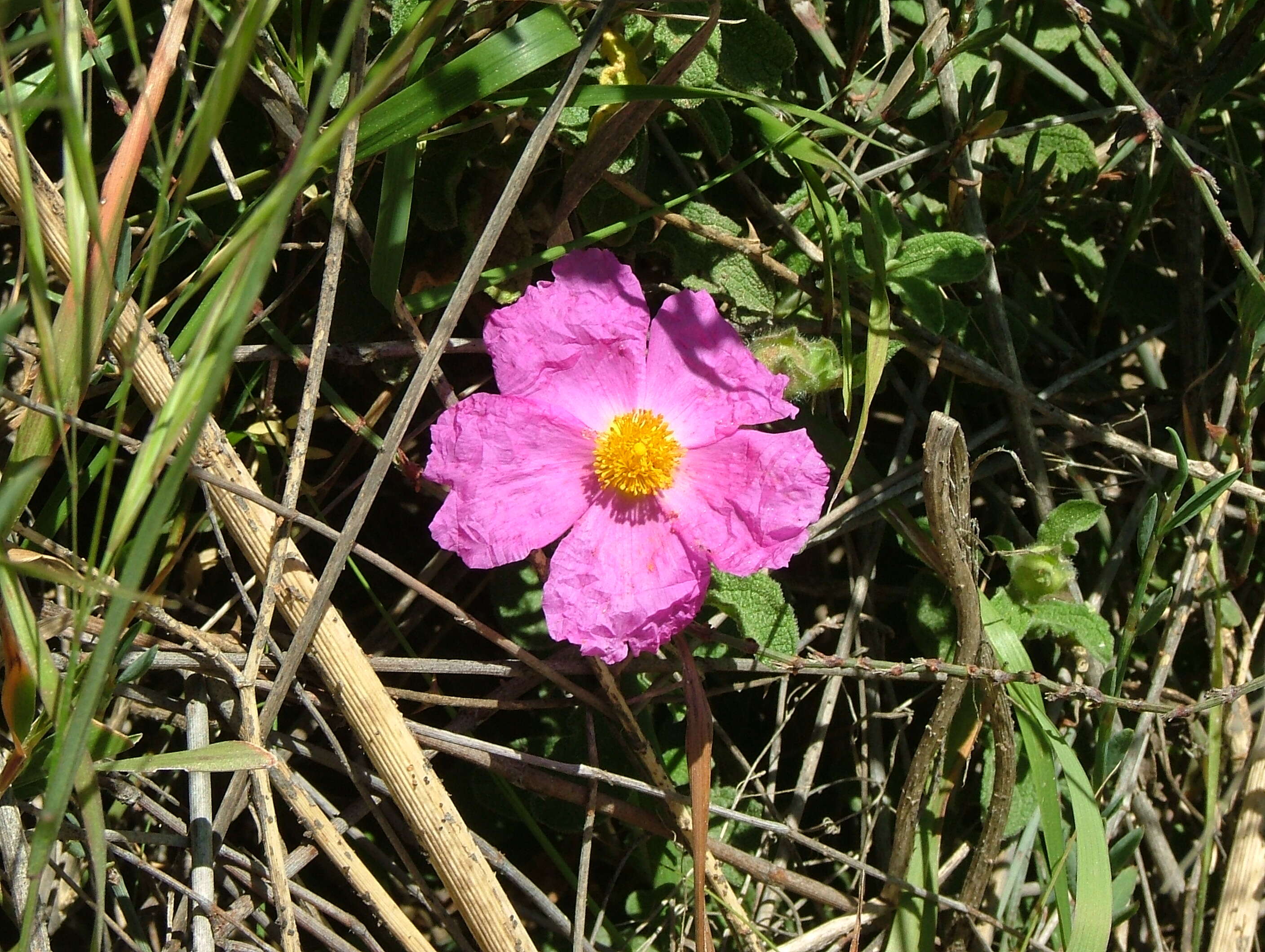 Image of Cistus creticus L.