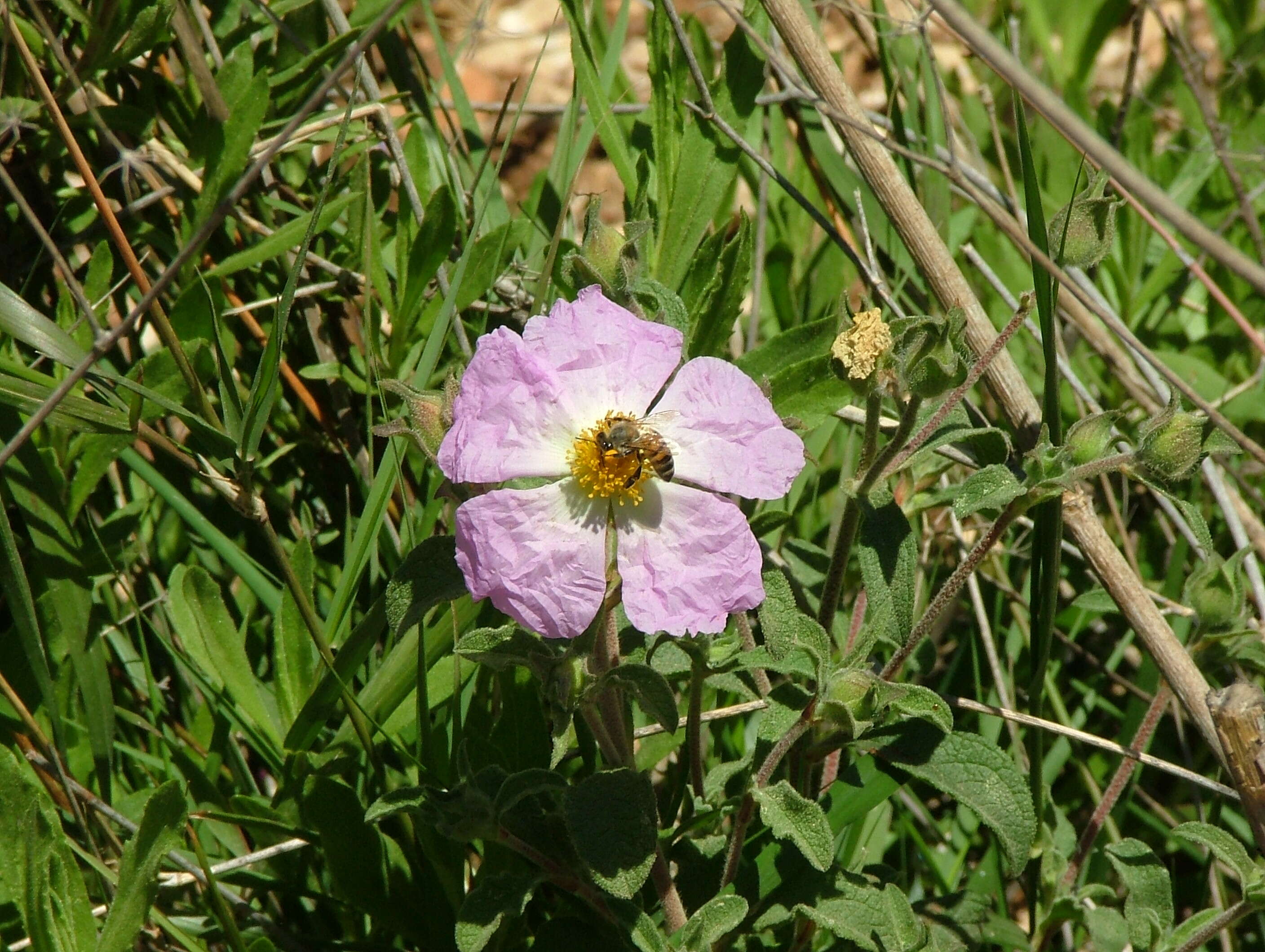 Image of Cistus creticus L.