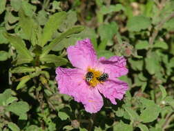 Image of Cistus creticus L.