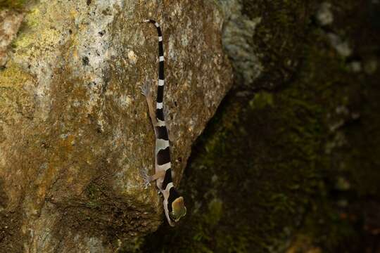 Слика од Cyrtodactylus australotitiwangsaensis Grismer, Wood Jr, Quah, Anuar, Muin, Sumontha, Ahmad, Bauer, Wangkulangkul, Grismer & Pauwels 2012