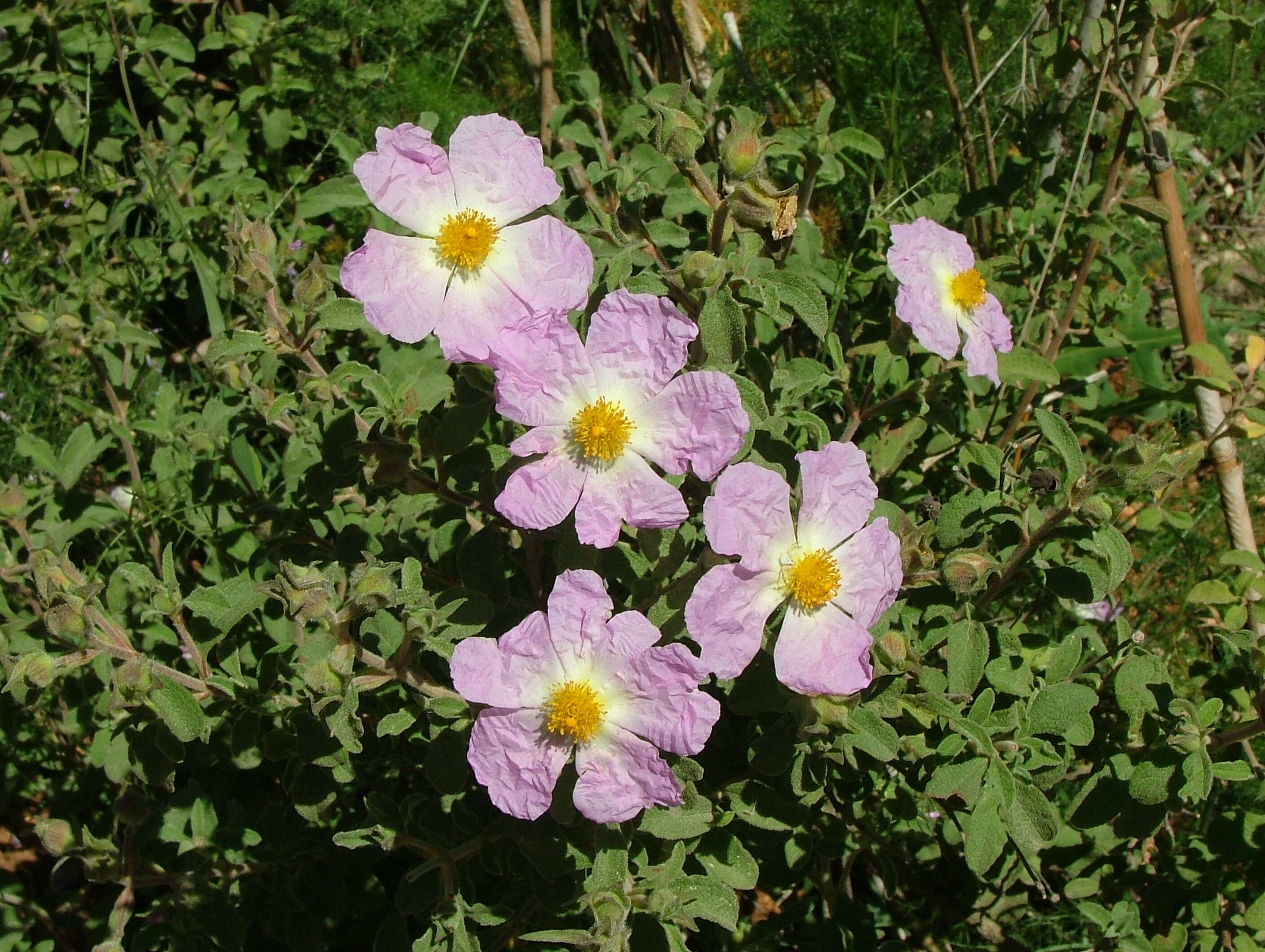 Image of Cistus creticus L.