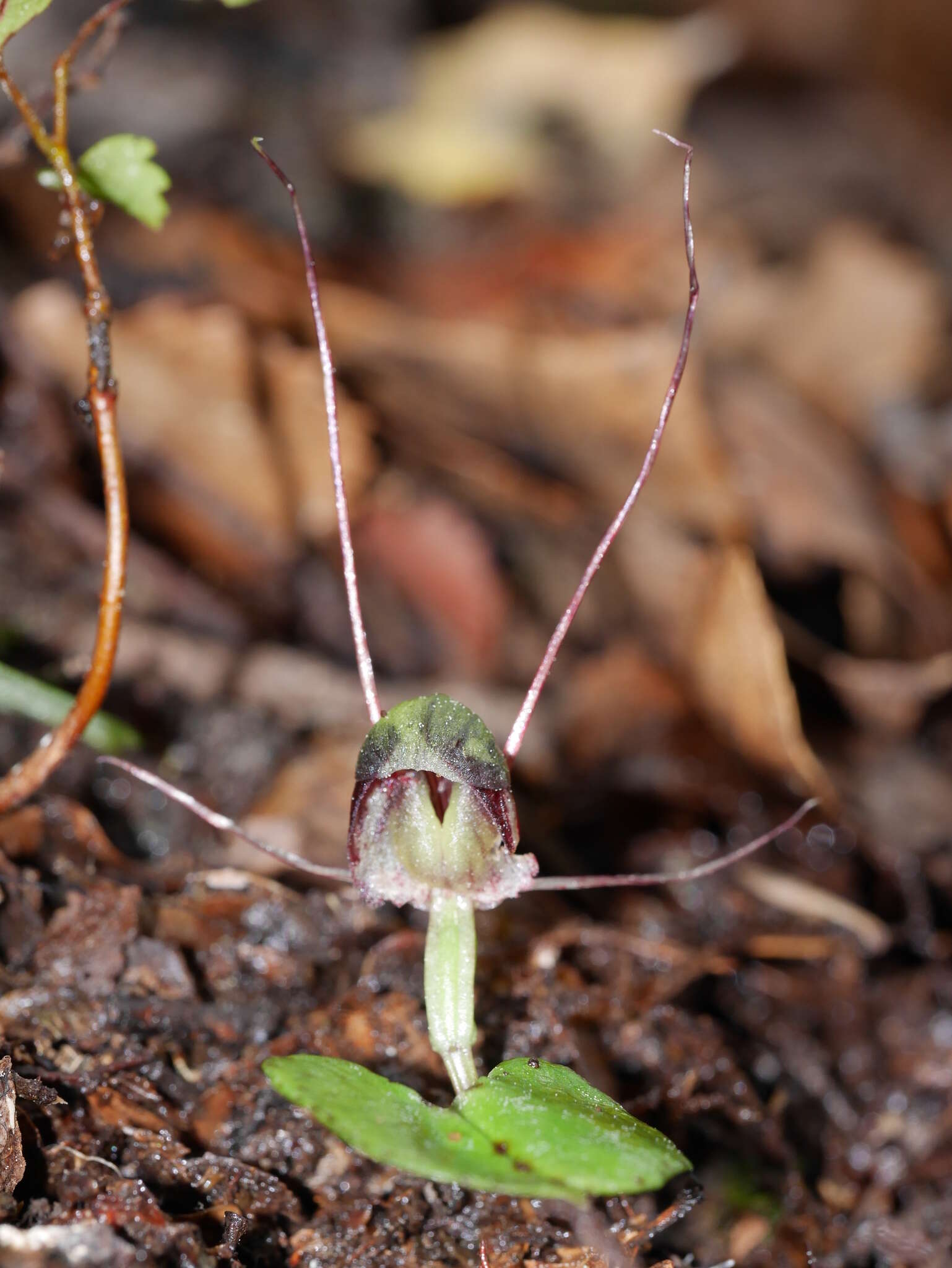 Image of Corybas vitreus Lehnebach